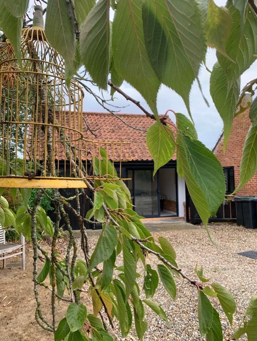 Natalie's garden studio seen through cherry leaves, with a yellow birdcage hanging from the tree